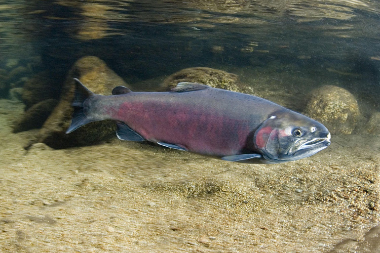 Where Are Salmon Caught: Exploring Fishing Regions