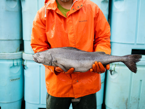 Black Cod vs Cod: Contrasting Flavors and Textures