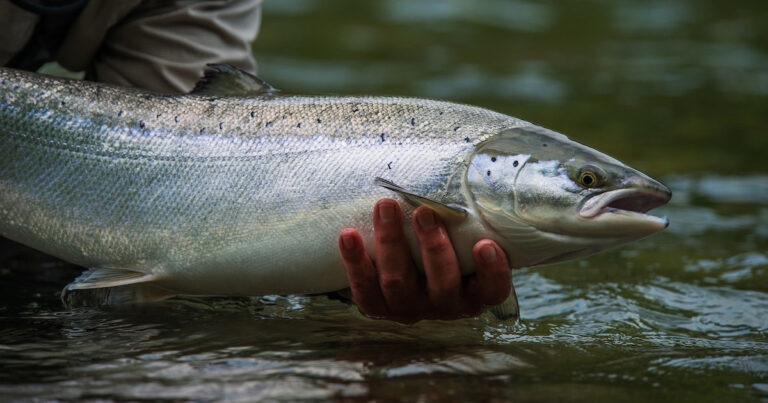 Where Are Salmon Caught: Exploring Fishing Regions