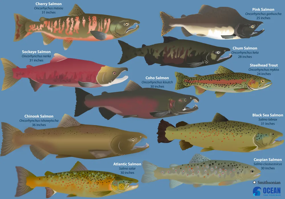 Steelhead Trout vs Salmon: Contrasting Salmonid Fish Varieties