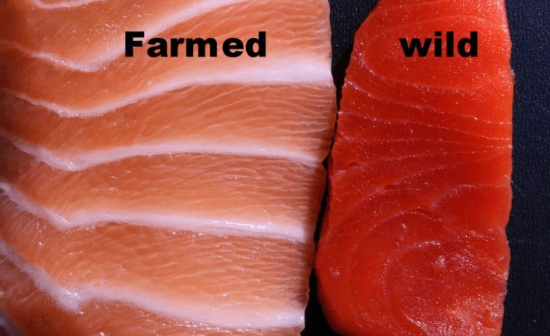 Farm-Raised Salmon Color: Understanding Fish Farming Practices