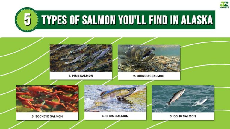 Species of Salmon in Alaska: Identifying Alaskan Salmon Varieties