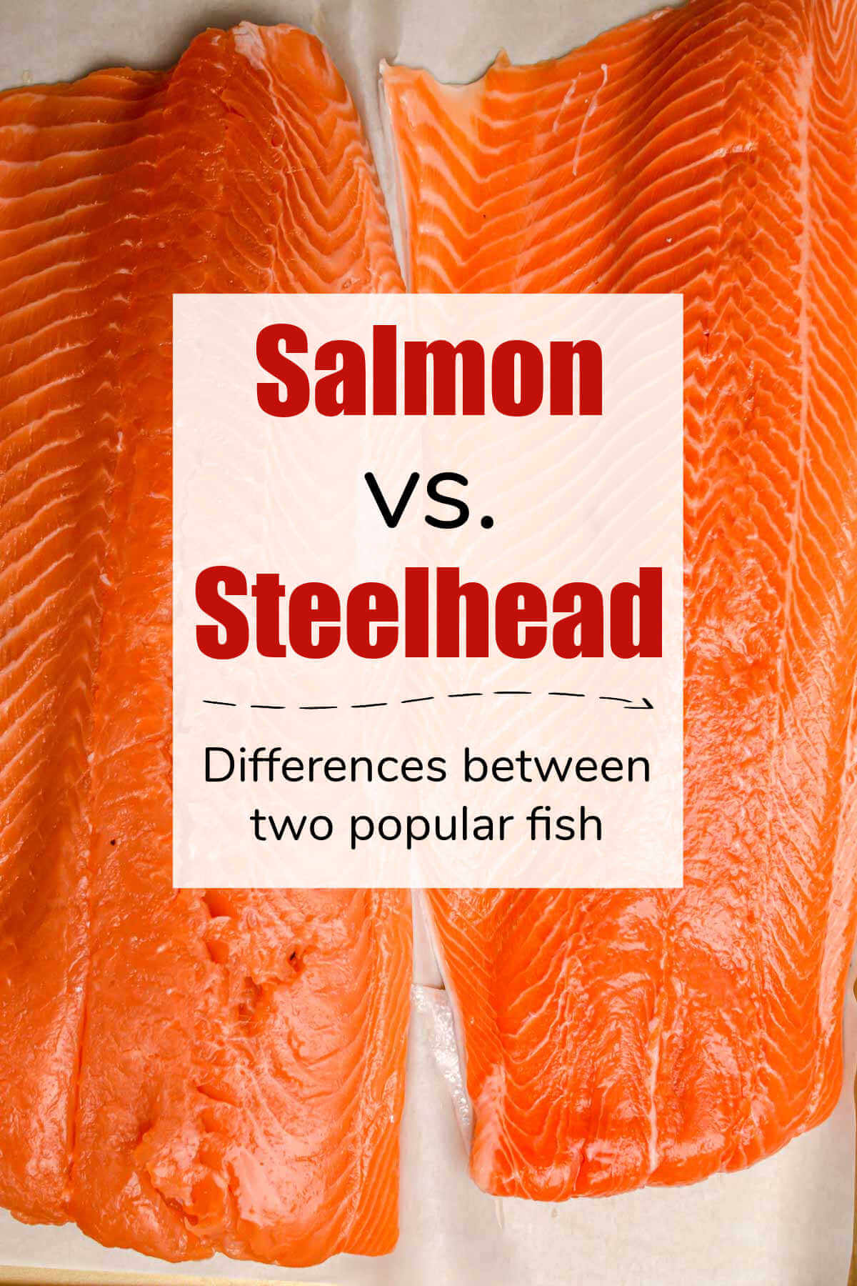 Steelhead Trout vs Salmon: Contrasting Salmonid Fish Varieties