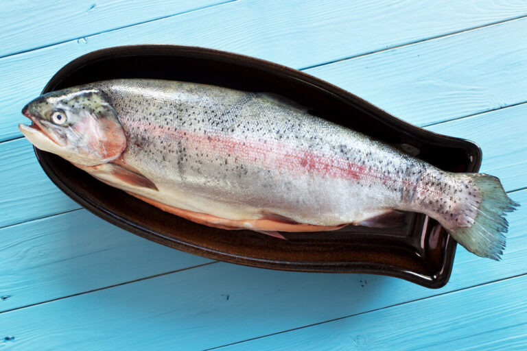 Steelhead Trout vs Salmon: Contrasting Salmonid Fish Varieties