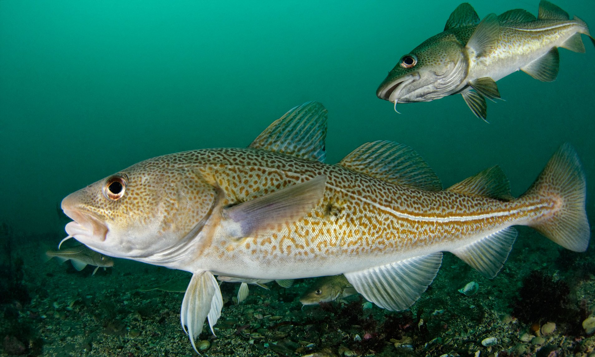 Does Cod Have Scales: Demystifying Cod Anatomy