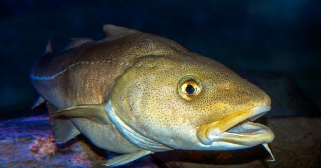 Is Cod Freshwater or Saltwater: Understanding Cod Habitat