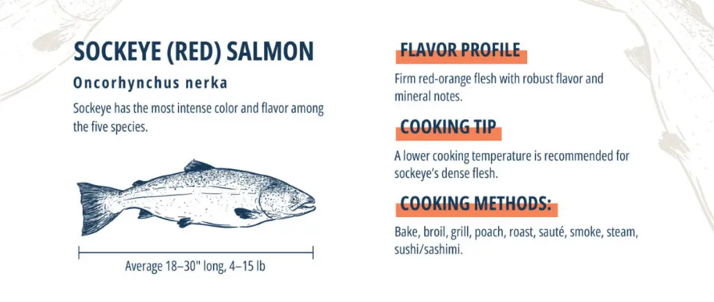 Keta vs Sockeye Salmon: Comparing Two Varieties of Wild Salmon