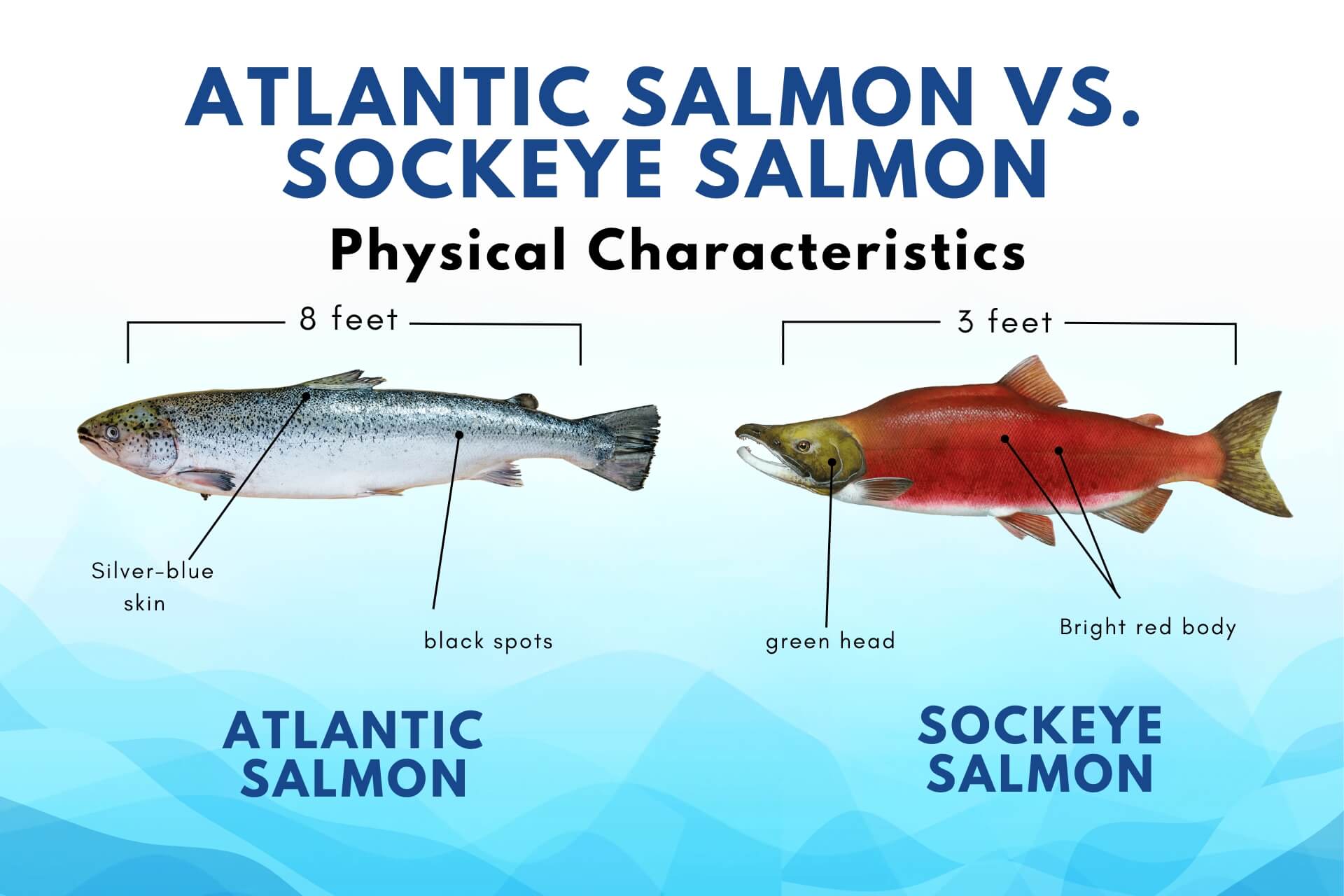 Coho vs Sockeye: Comparing the Flavors of Wild Salmon - Braddock Bay Tavern  & Grill