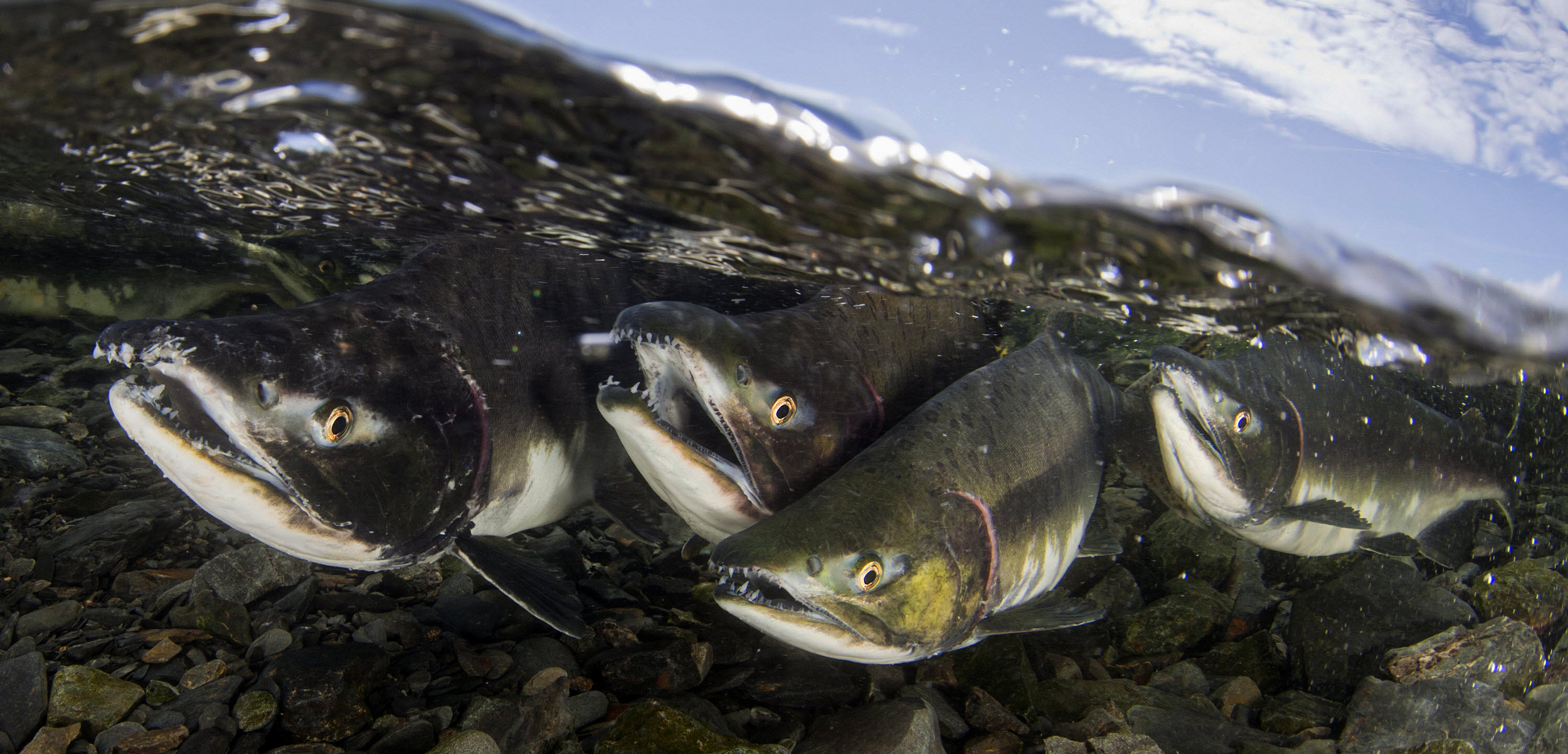 What Do Salmons Eat: Exploring the Diet of Wild Salmon