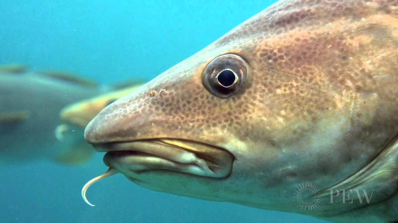 Does Cod Have Scales: Demystifying Cod Anatomy
