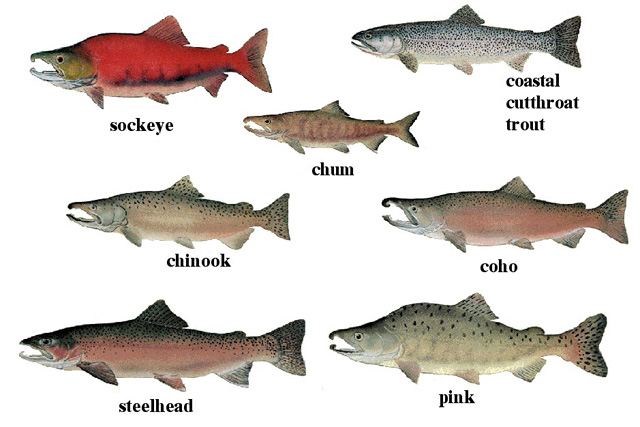 What Do Salmons Eat: Exploring the Diet of Wild Salmon